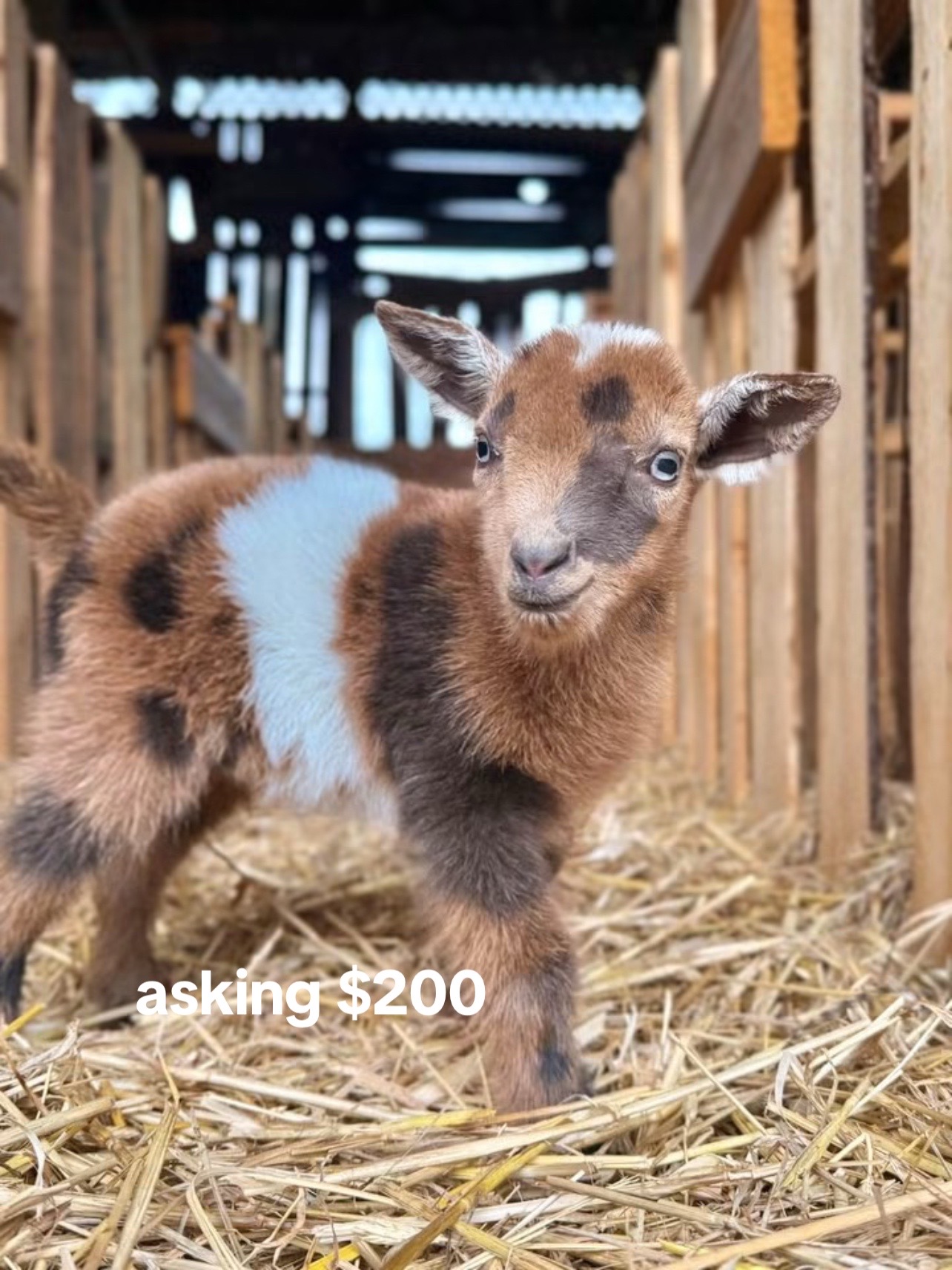 @landycows3