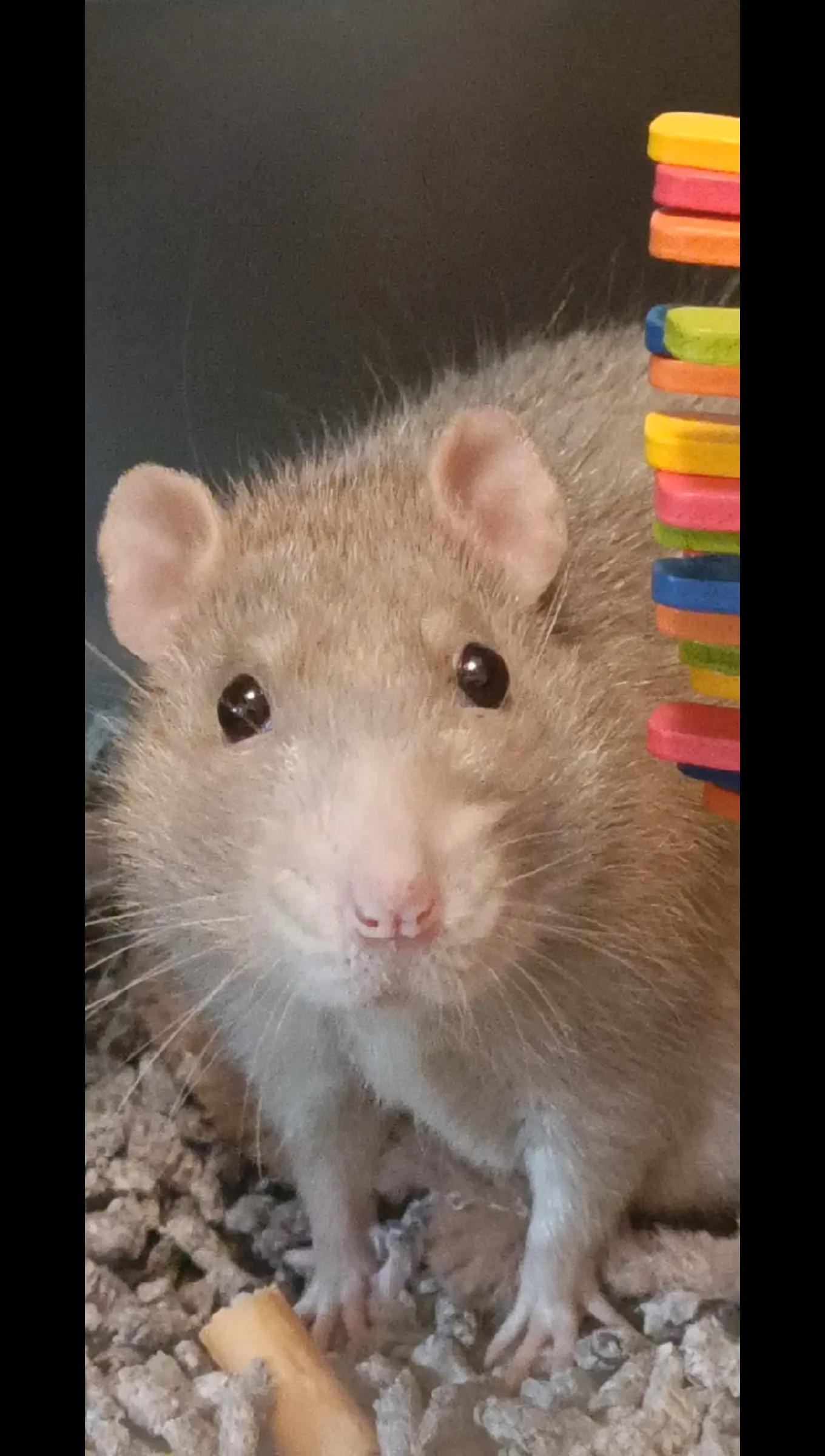@thecuriousrats