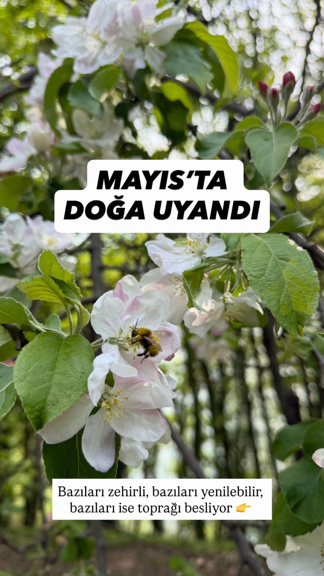 @Erdem &Ouml;ner