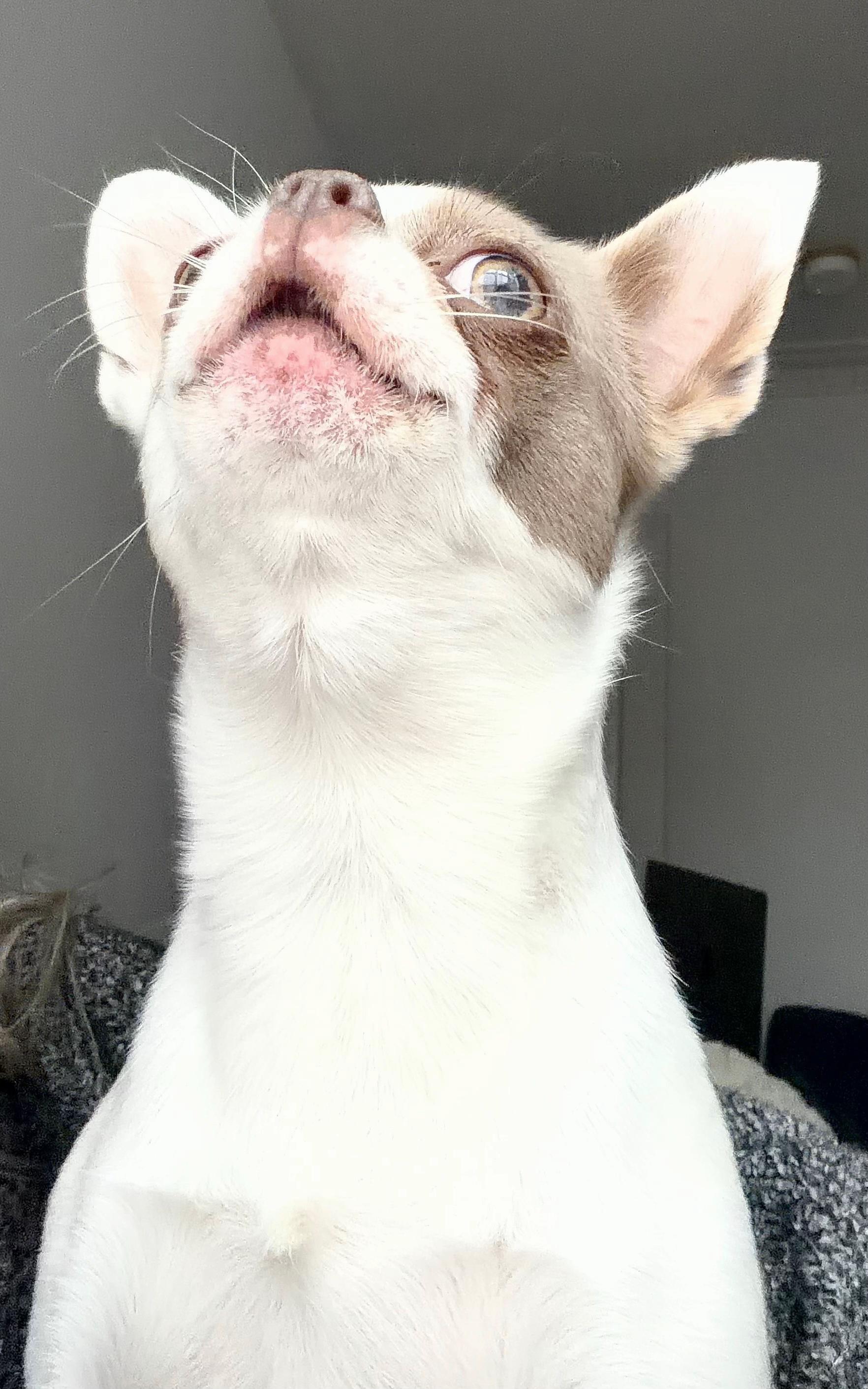 @My little Chi Chi