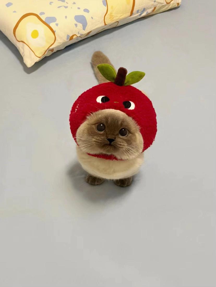 @xiaojie