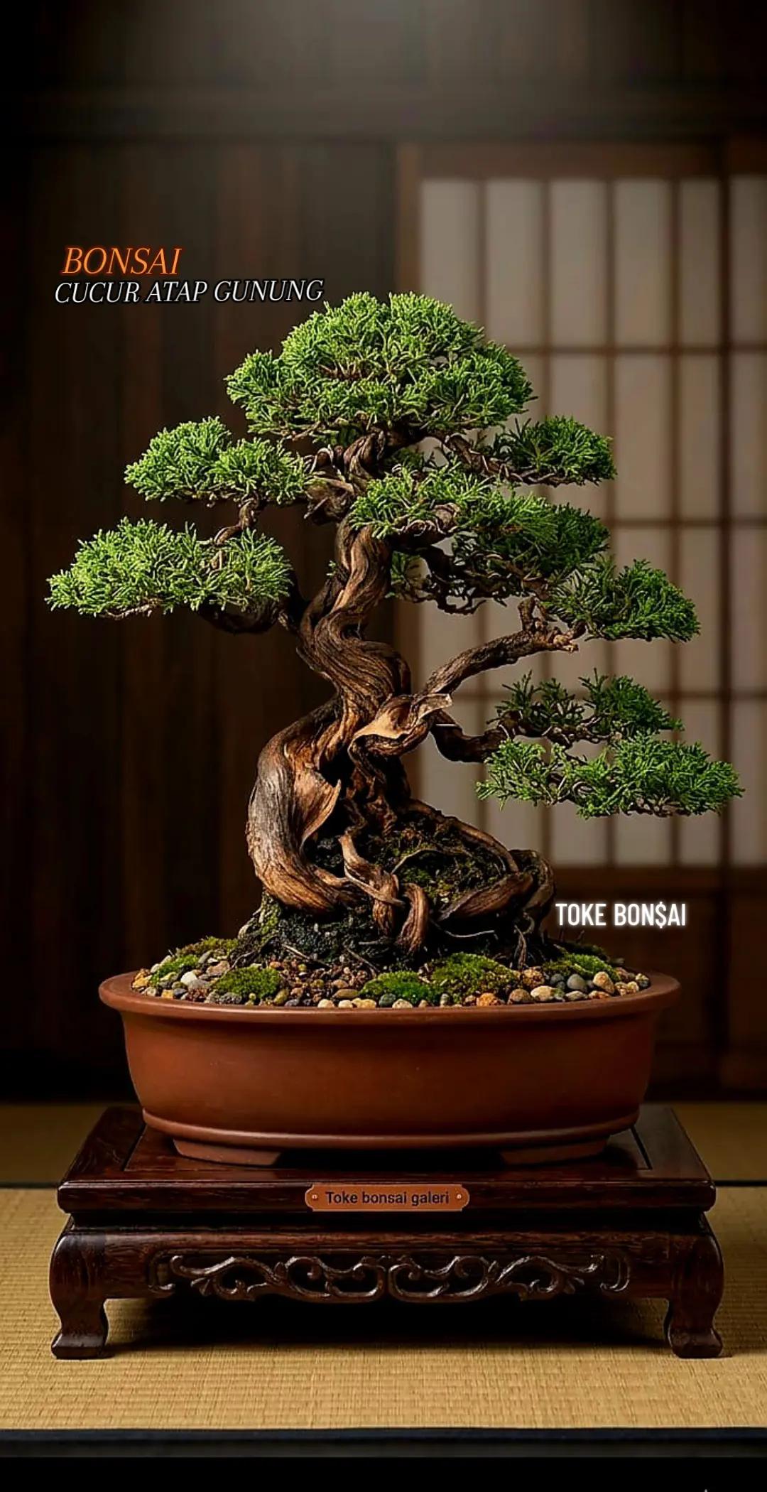 @Toke bonsai galeri