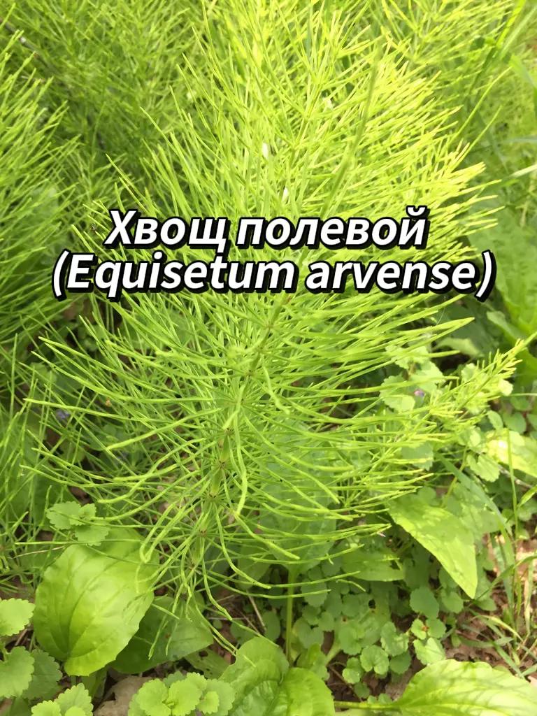 @🍃Зелёный шифр🍃