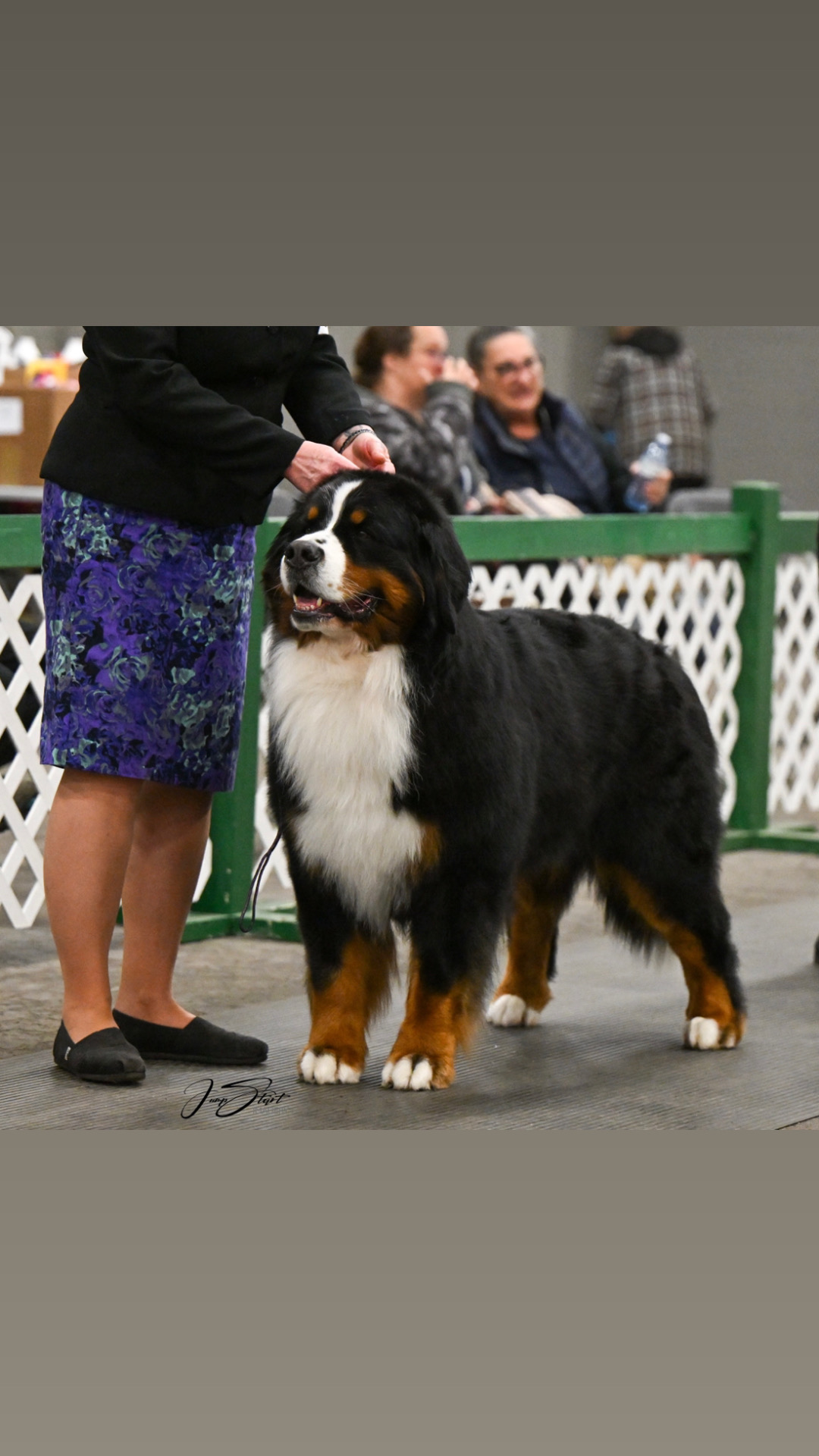 @SennenridgeBernese