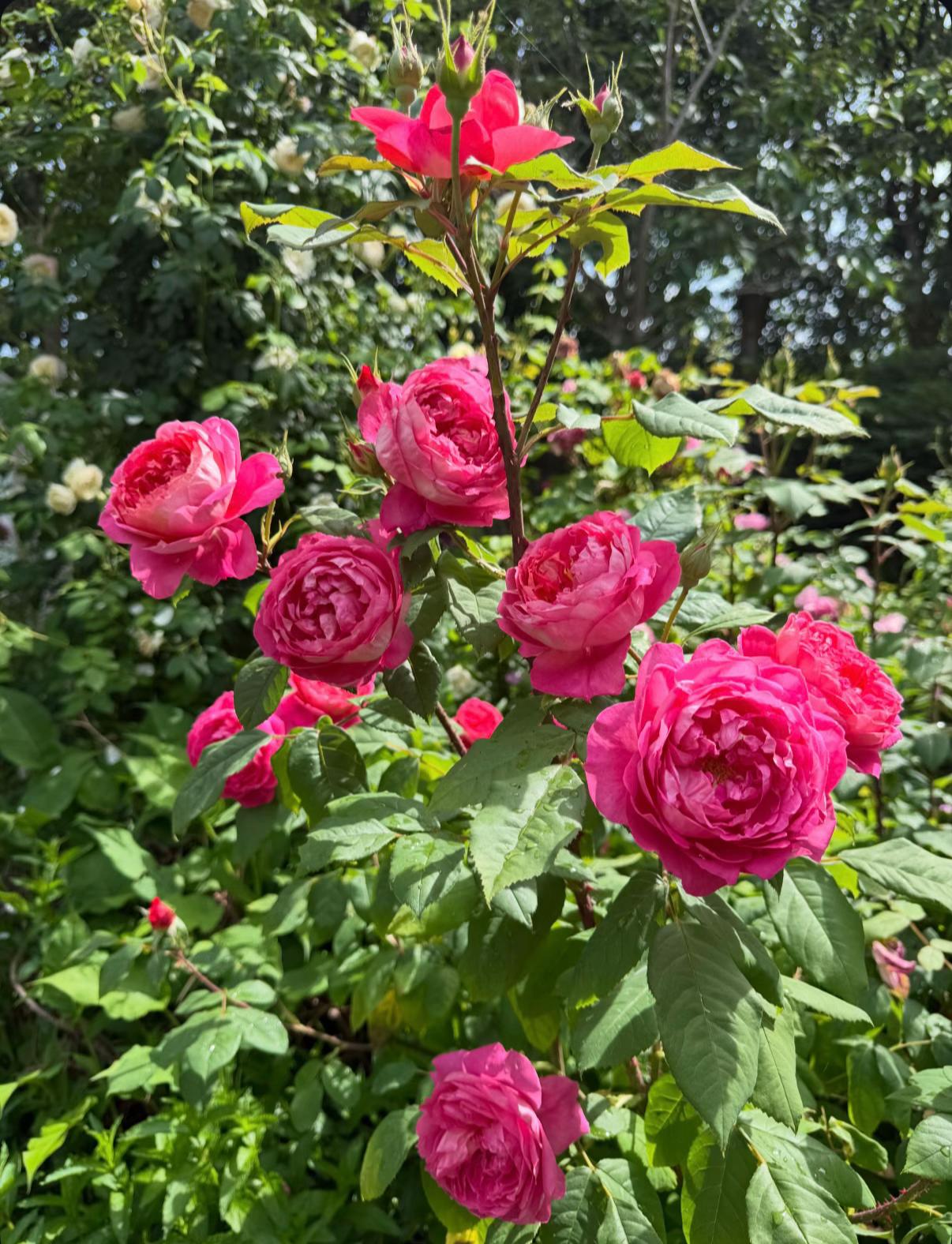 @#gardenerben