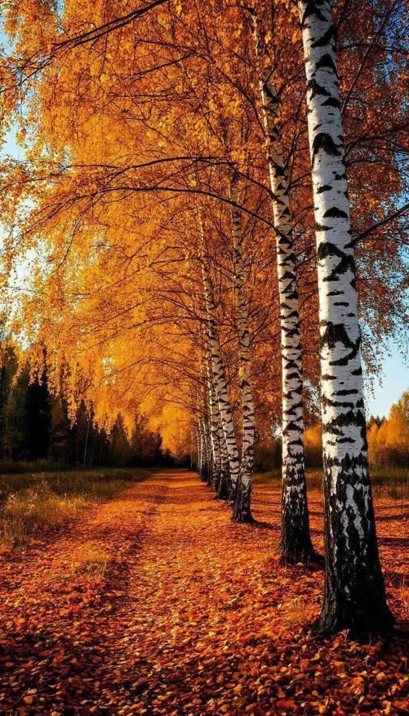 @Скарлет💙