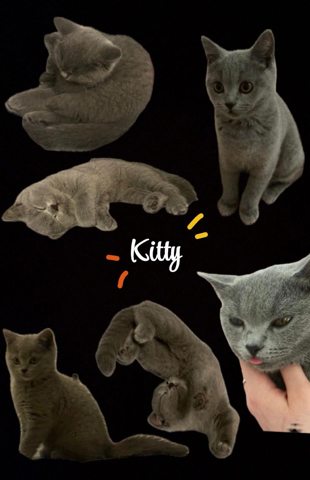 @Kitty