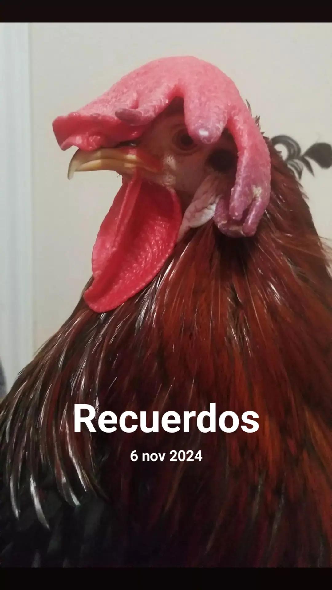 @chi_kii20