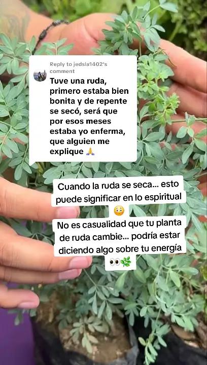 @Vivebonito