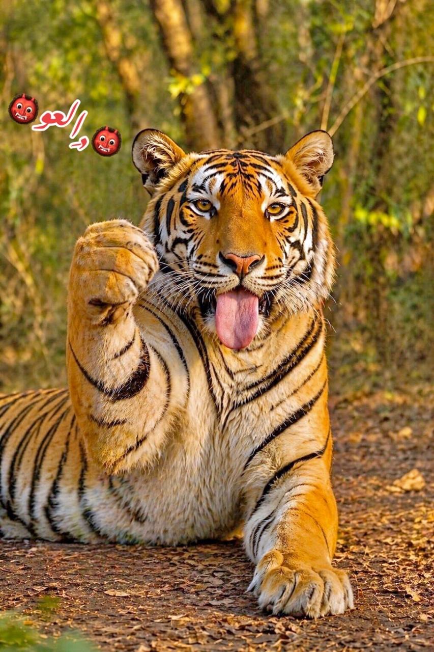 @🦁🏅𝐴𝐿𝑀𝑆𝑅𝐼//المصري