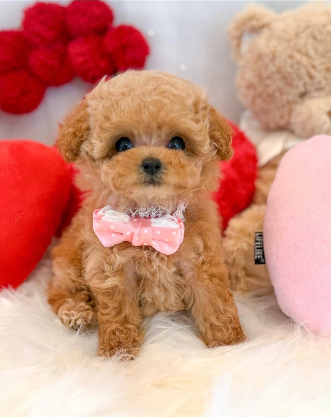 @Aloha Teacup Puppies