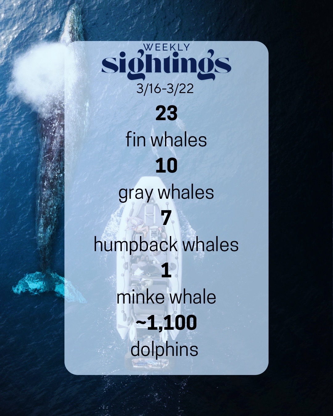 @Adventure Whale Watching