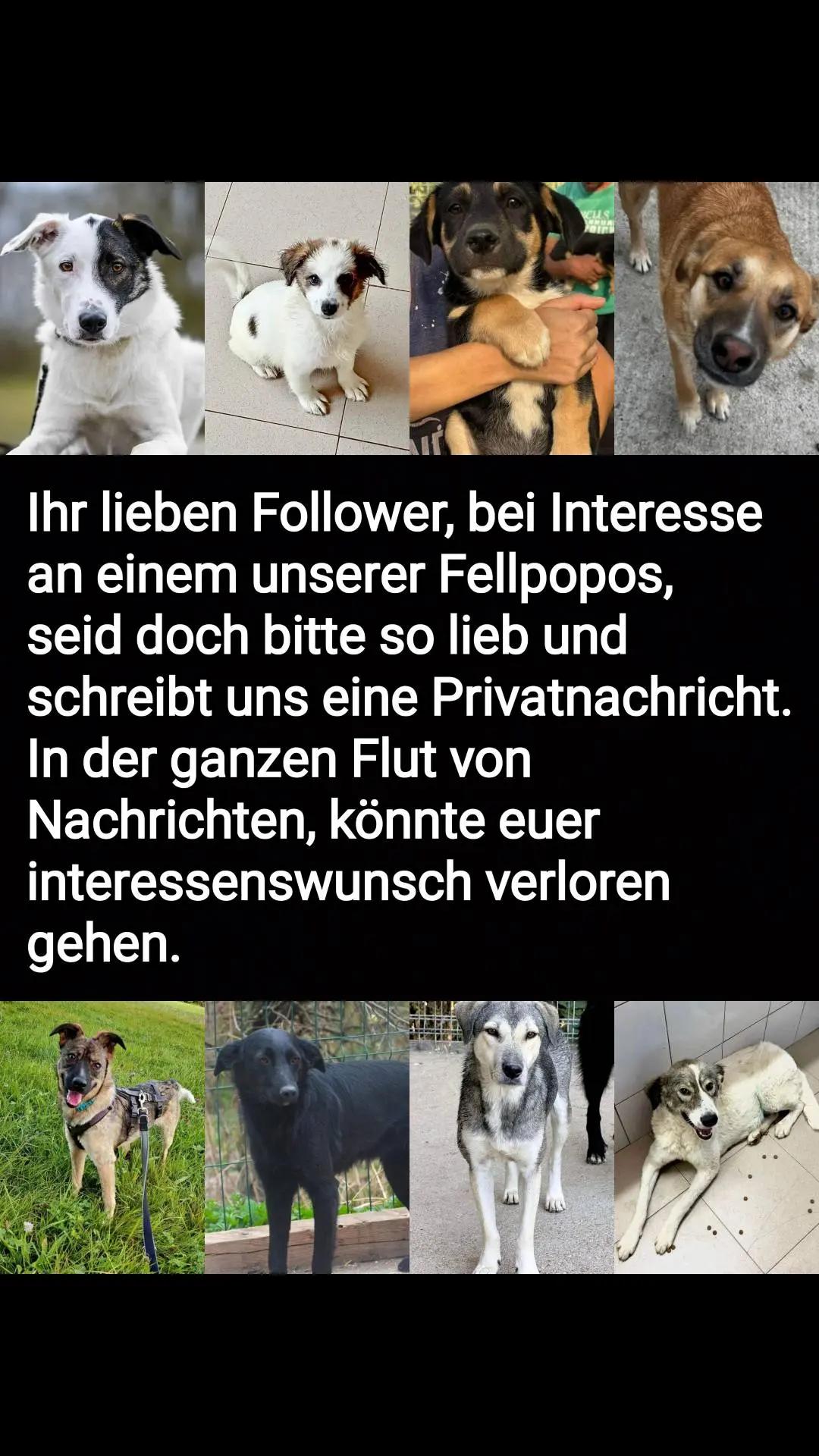 @Happy Paws Germany