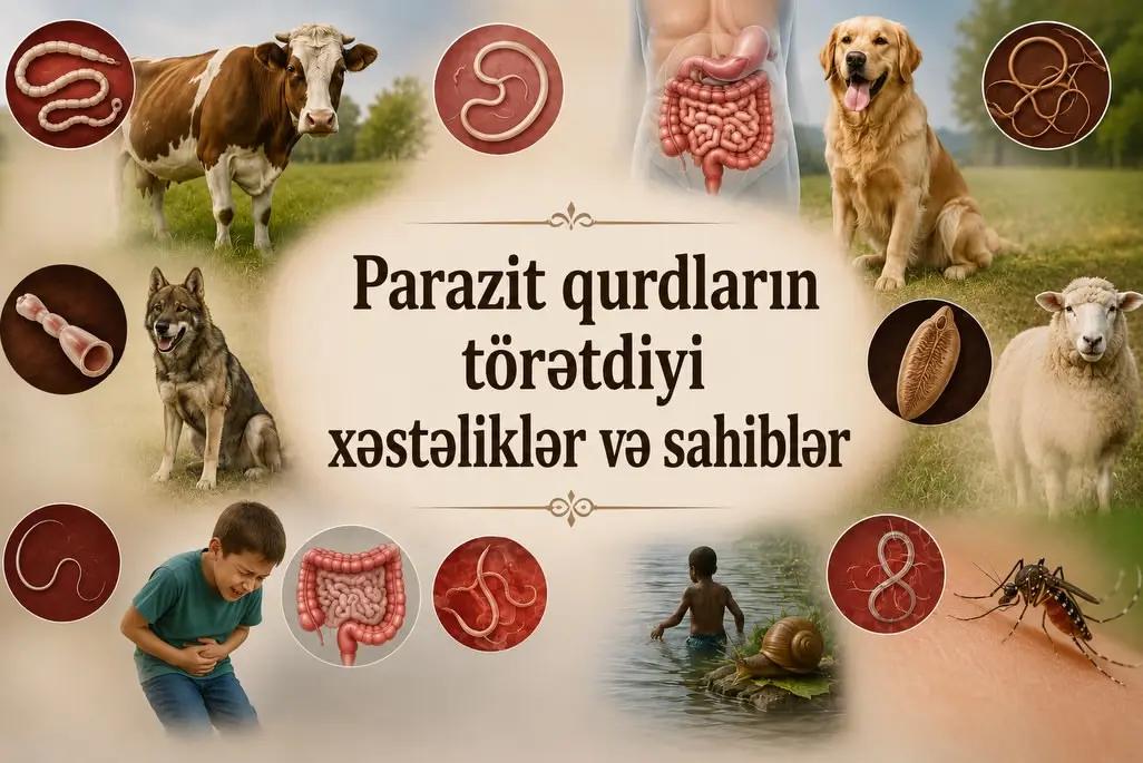 @Veterinar Dr.Firdovsi | Baytar
