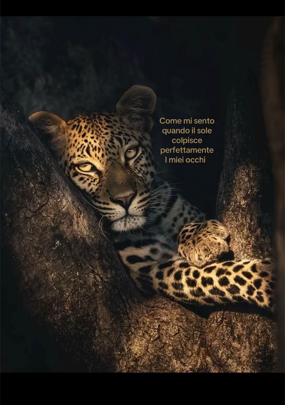 @𝑬𝑳𝑰𝑺𝑨