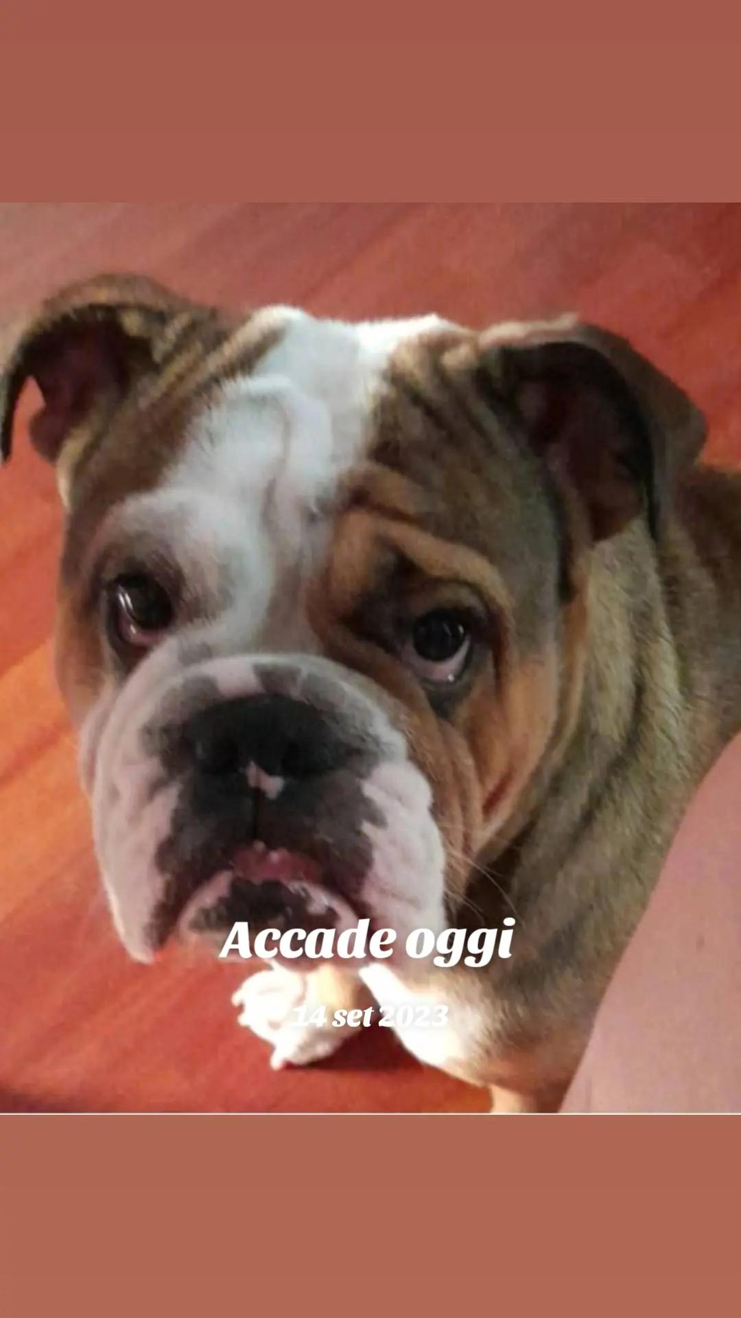 @Cri🐾M❤️rghy🐾labulla❤️