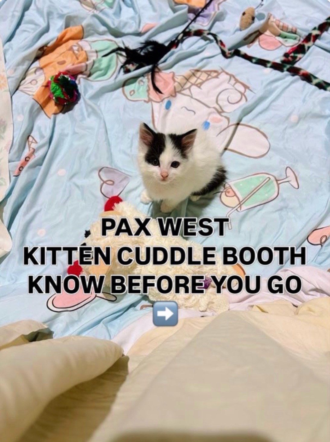 @Seattle Humane