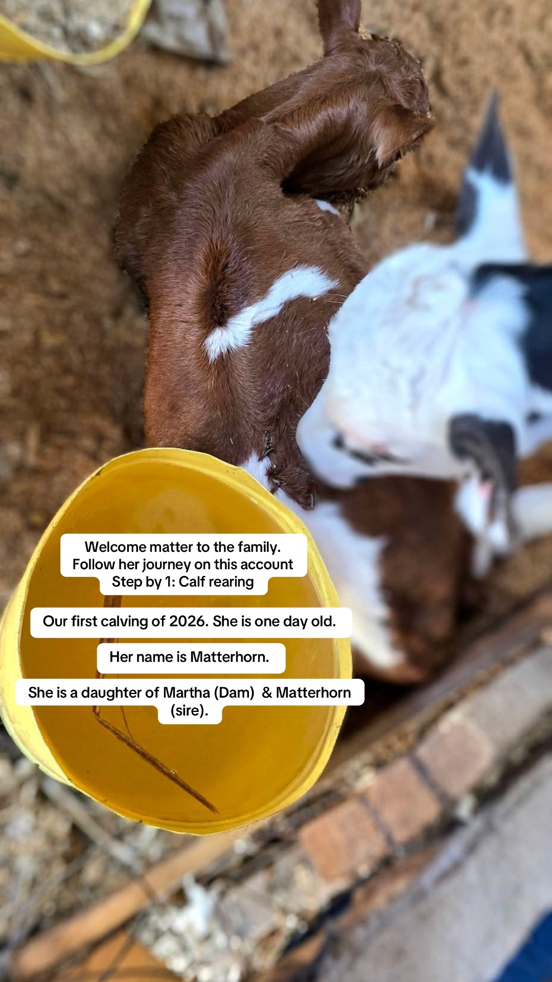 @Dairynetworks