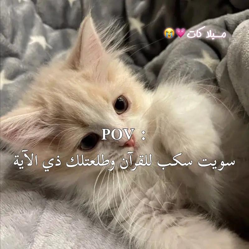@مــيلا كـٓـات المتواضعةة 🐸💗❕