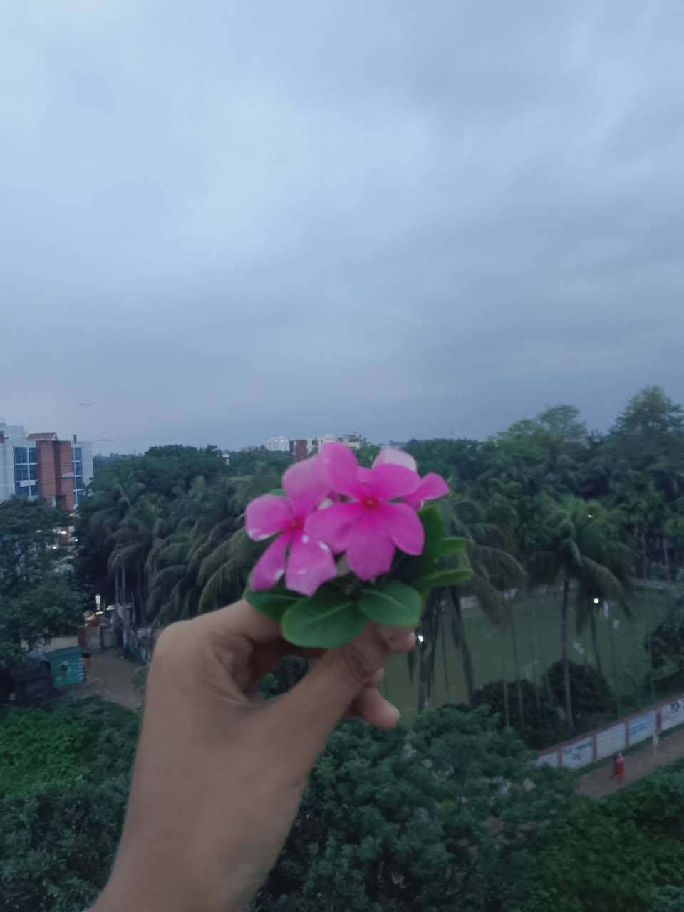 @✿℘їηкї✿🕊️