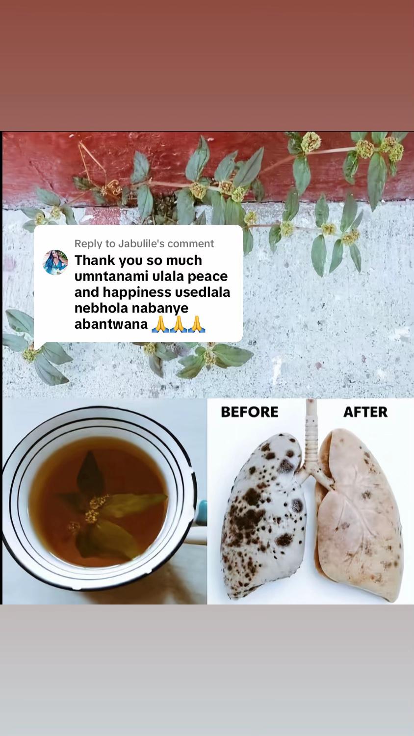 @Asthma-plant_herbalshop