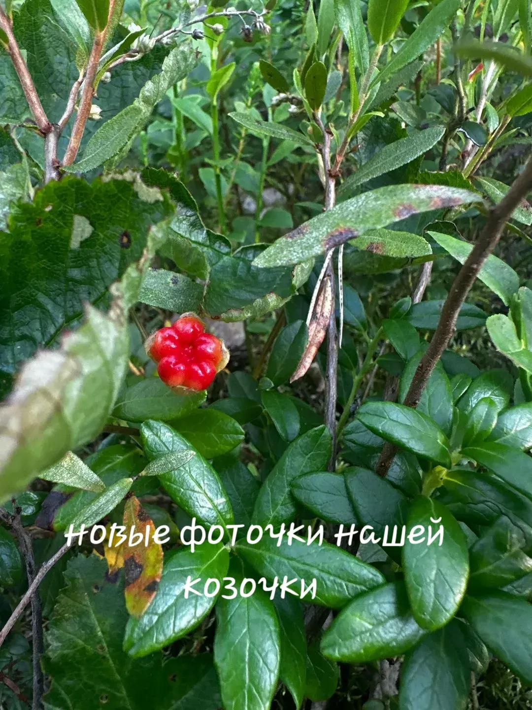 @Крик