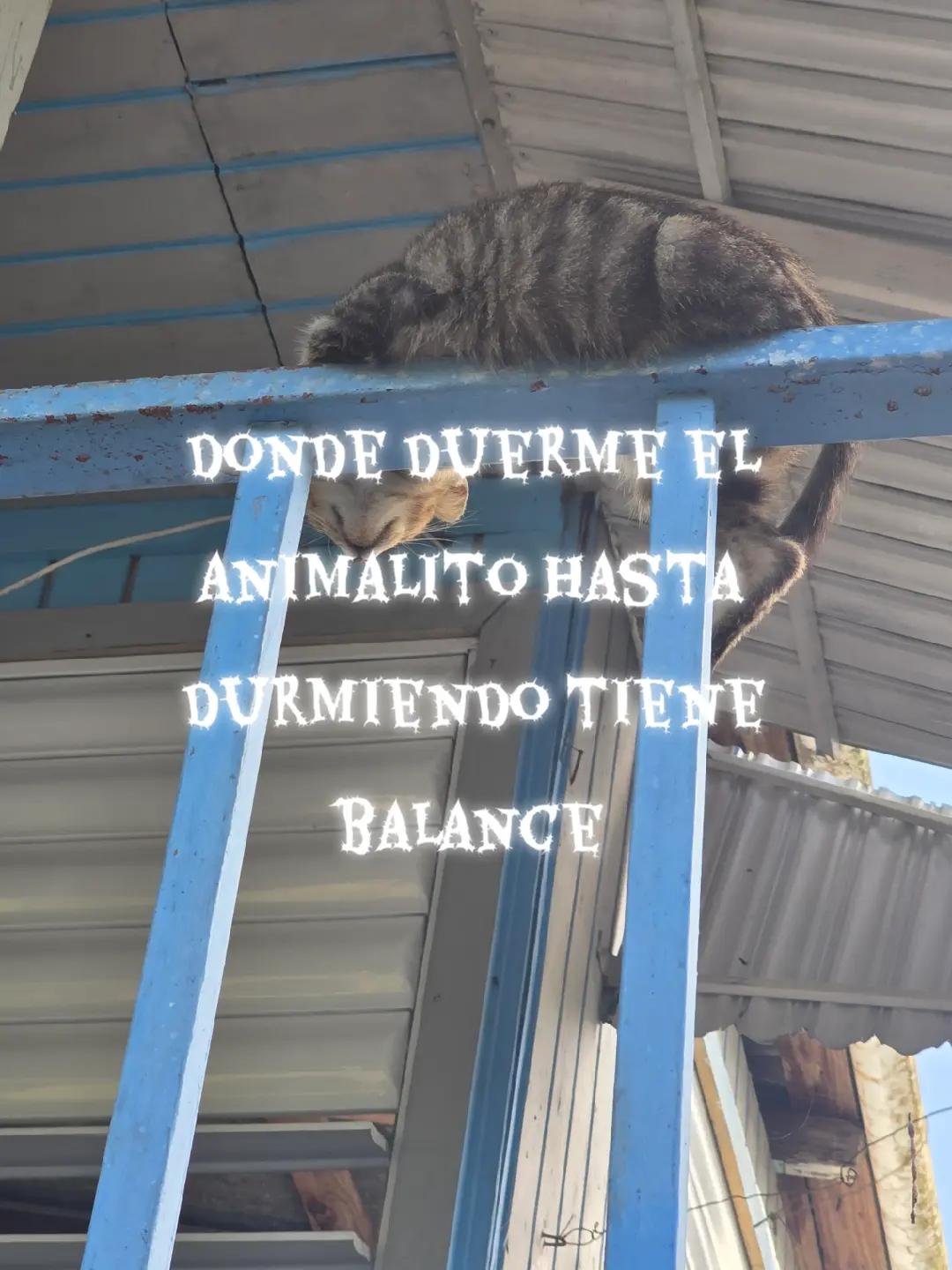 @flako