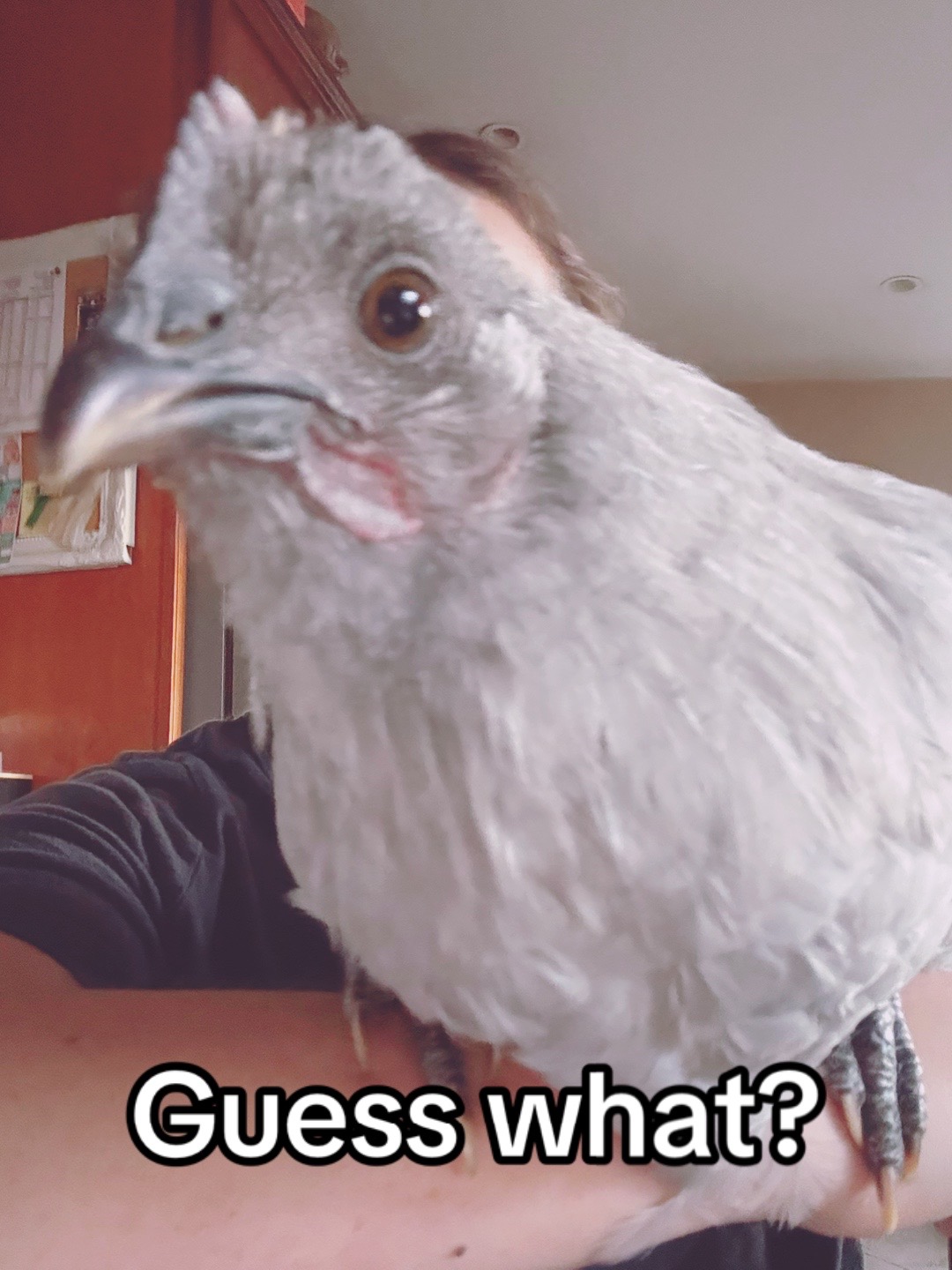 @Seven_mightyhens
