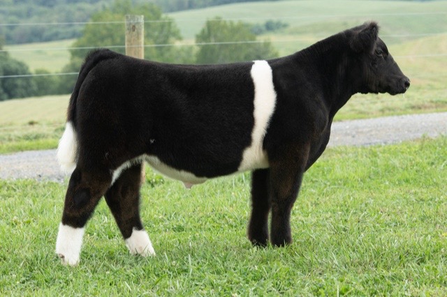 @Matt Lautner Cattle USA