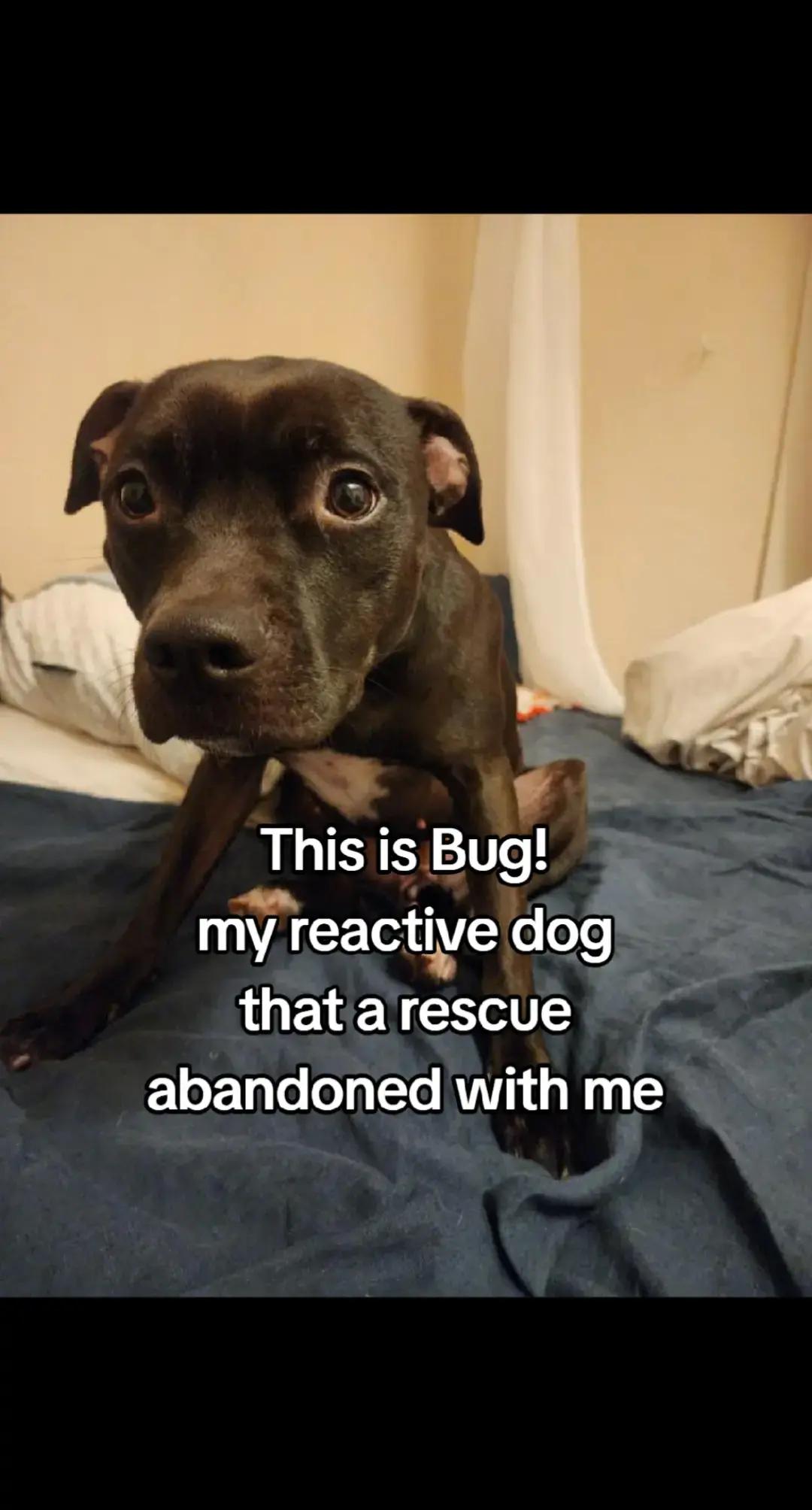 @abugstory