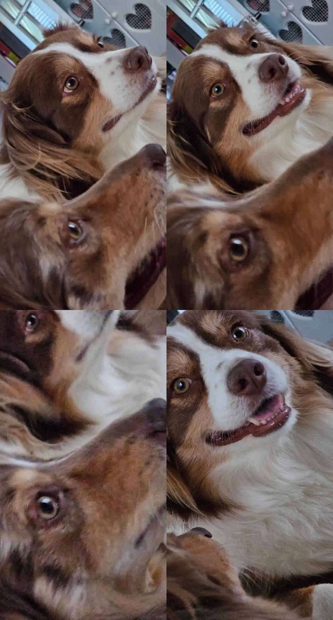 @Joanne dog mom