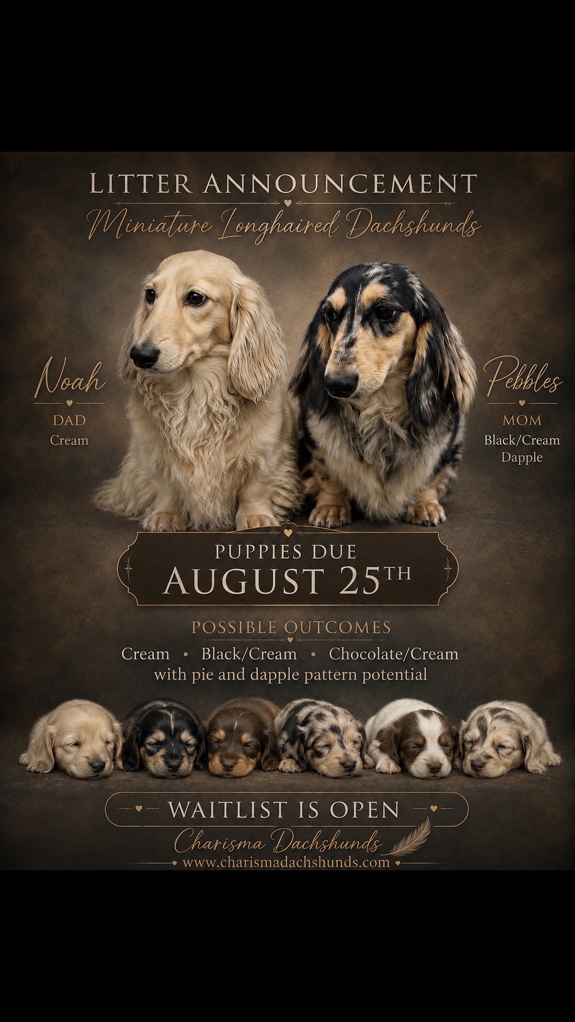 @Charisma Dachshunds