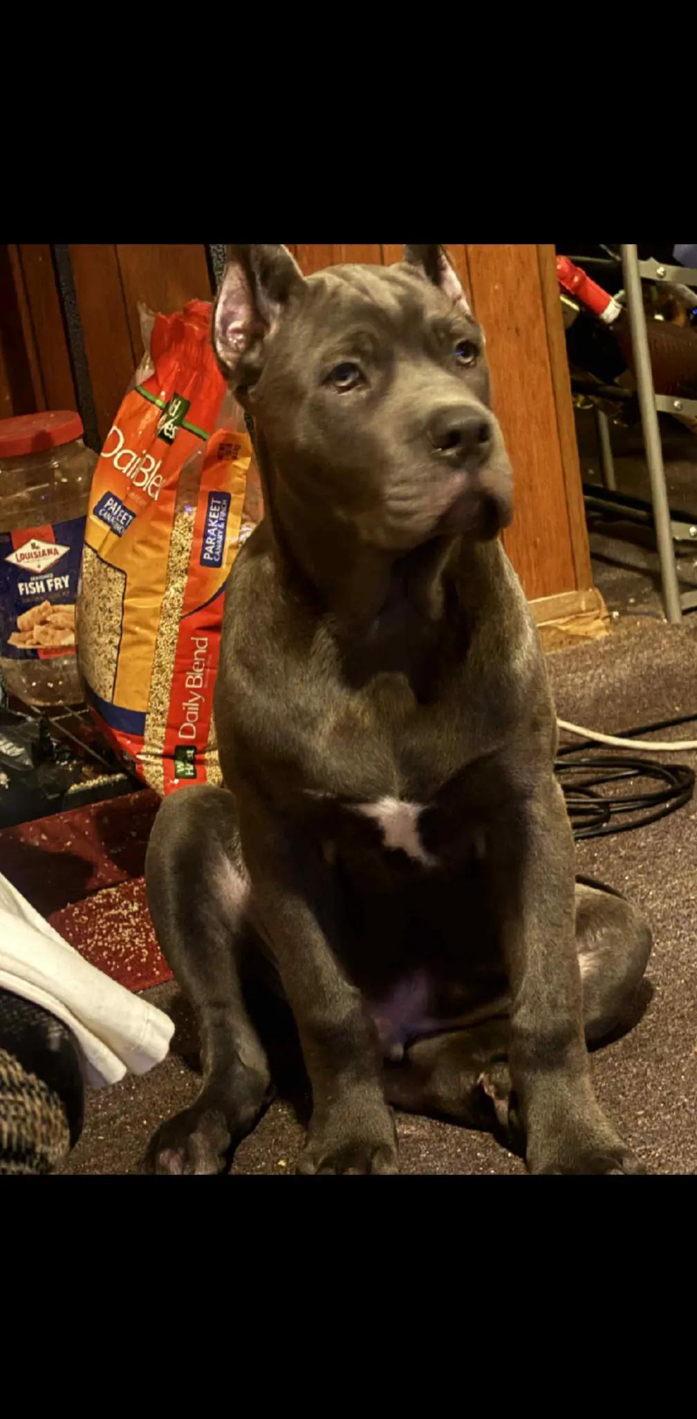 @BOOTHEEL CANE CORSO