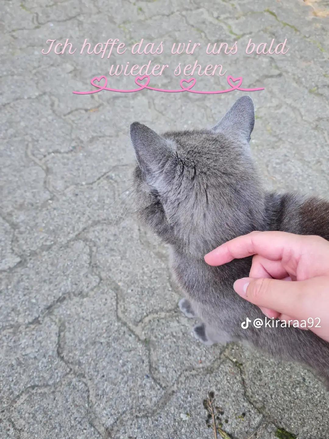 @Mira Lynn🐱🐾