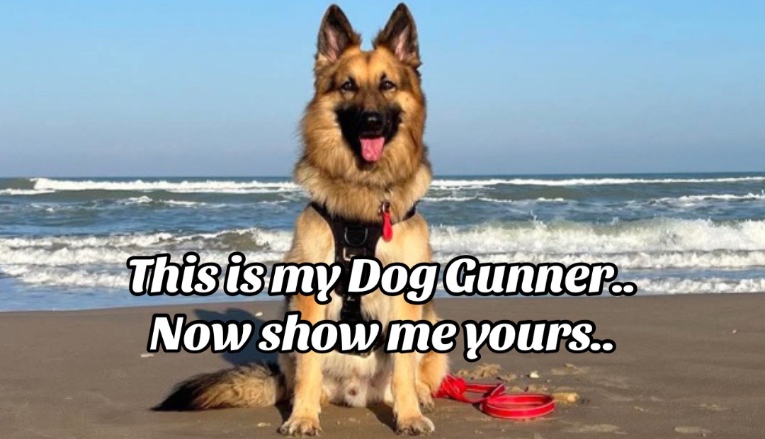@Gunner GSD🐶