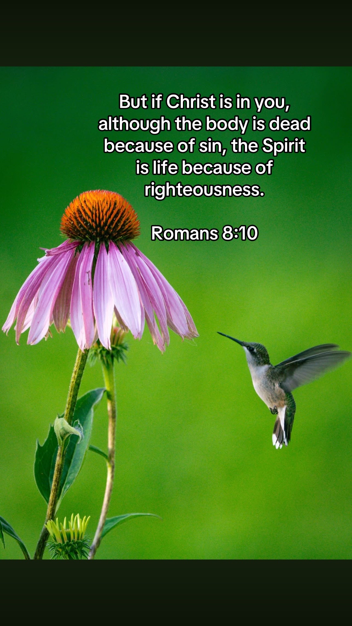 @forgiven_disciple