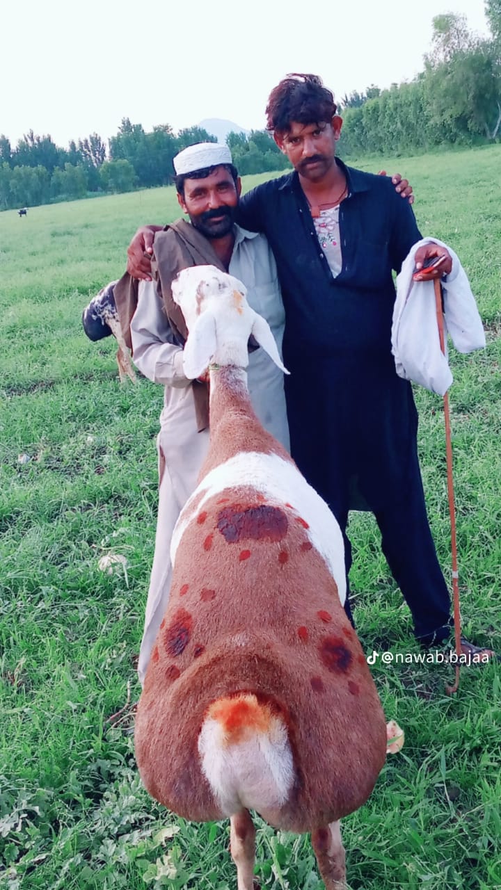@Naseeb Gul.SWABI BAJA804