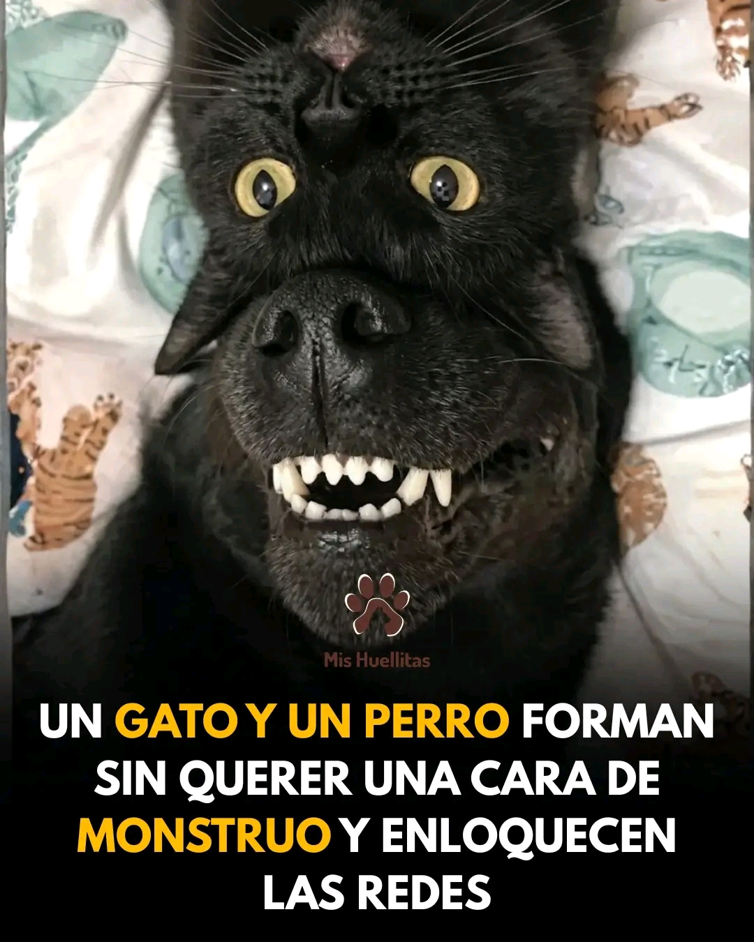 @Martín Alejandro