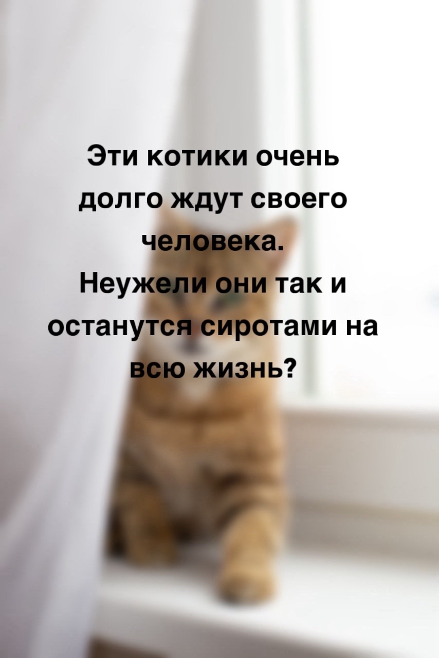 @ЗООшанс
