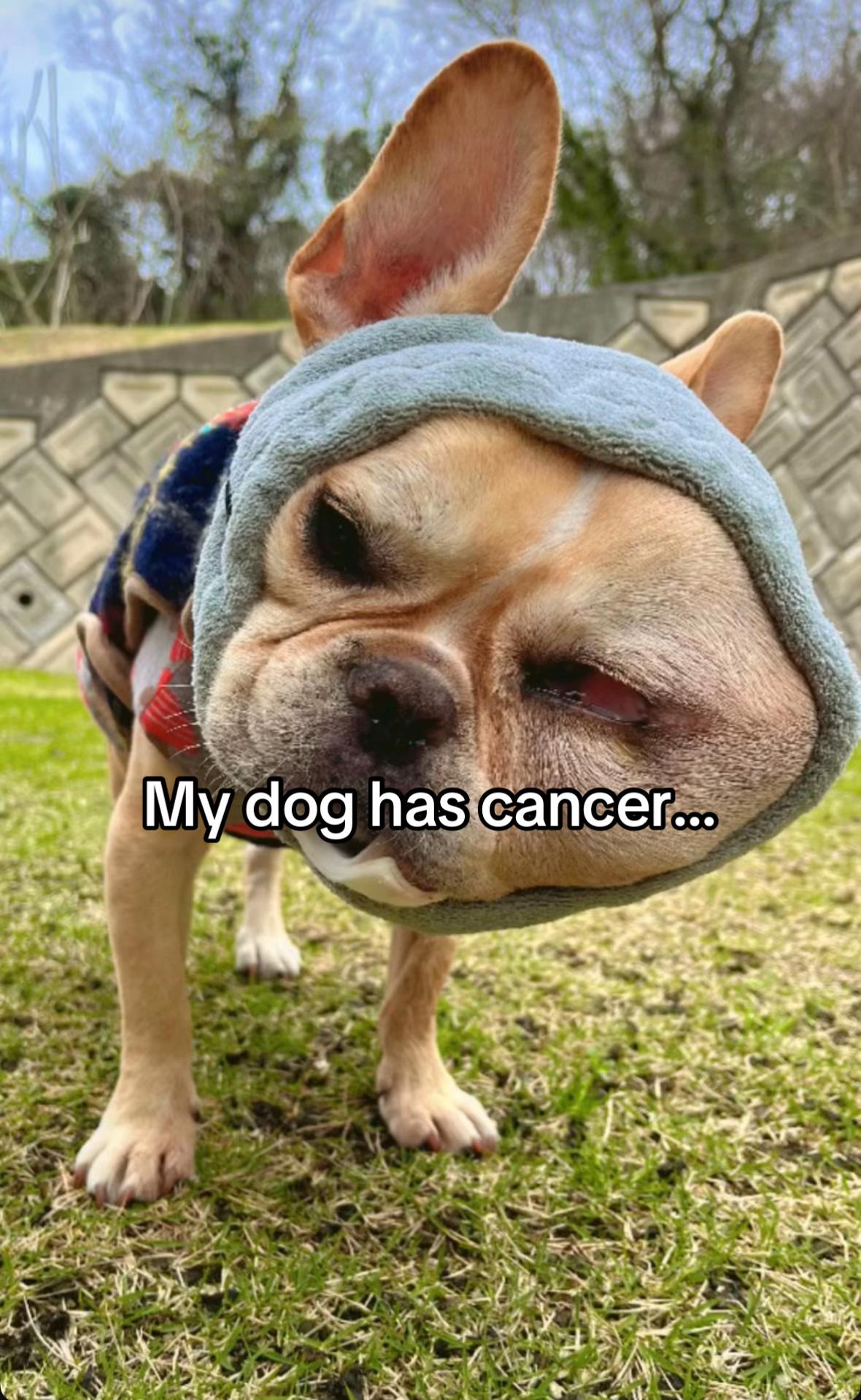 @Surgery for Lucy0
