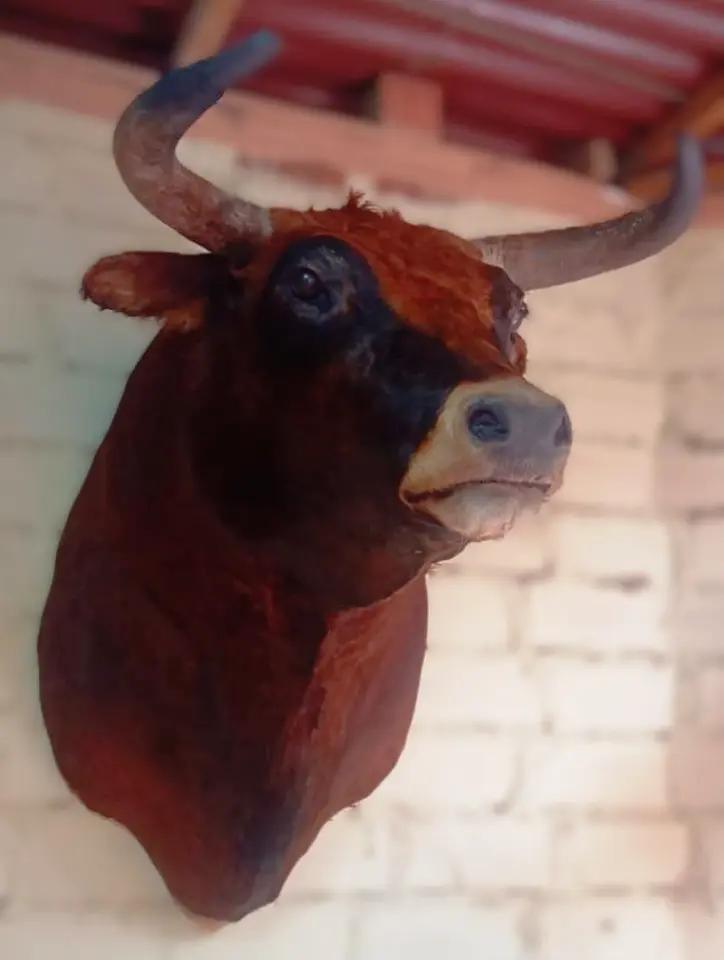 @taxidermiadecorperu