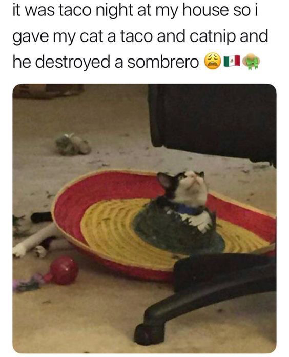 @🐾🐈🖤🤍🧡