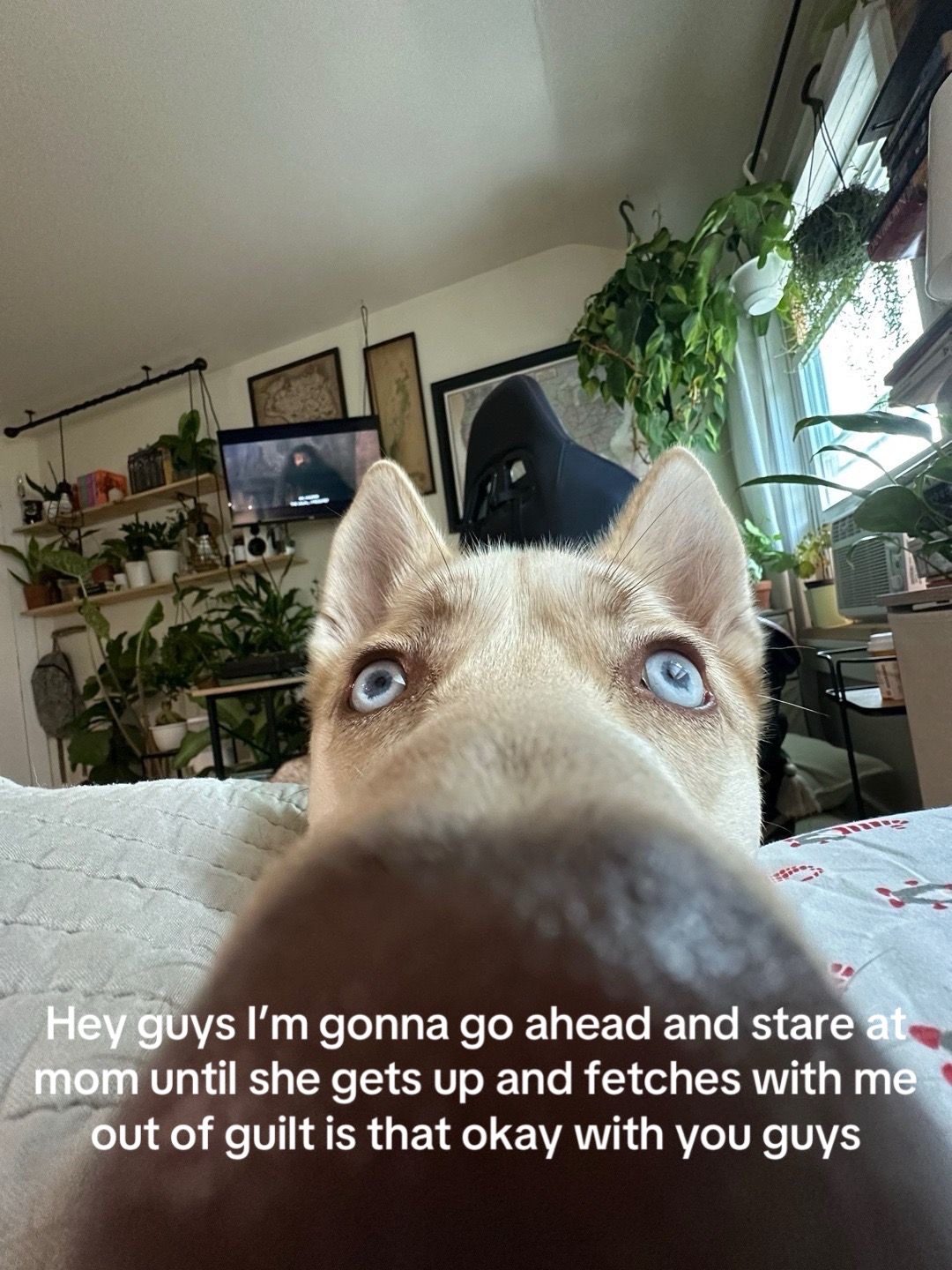 @Finn the Shepsky