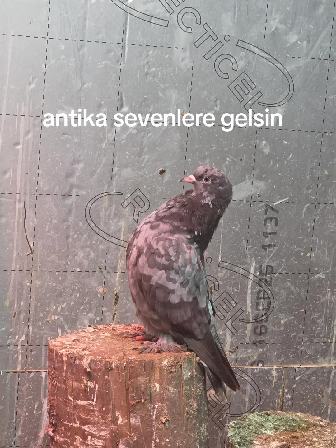@Mehmet cakti