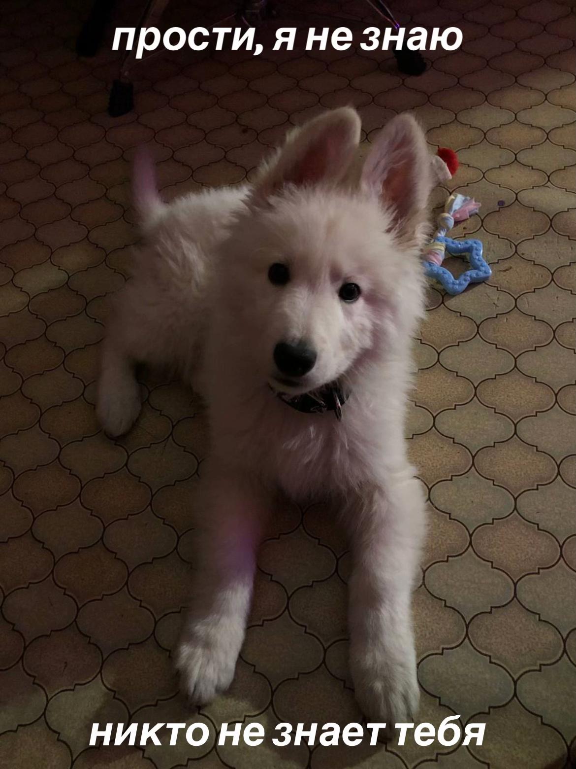 @🎀ASYA🎀 &🐶KADZU🐶