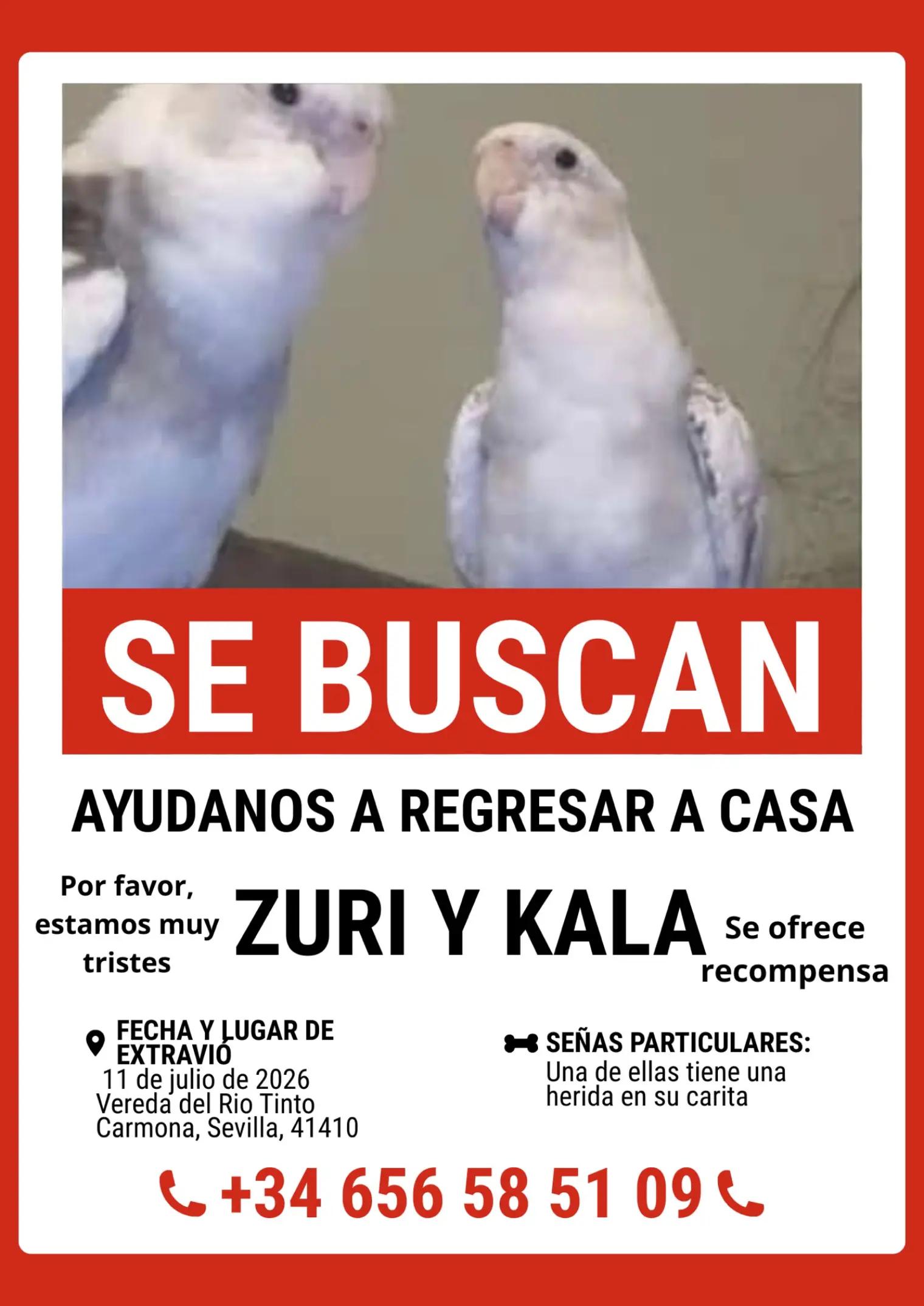 @TODO LOROS
