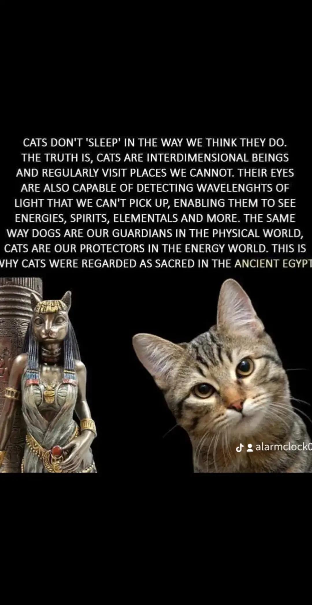 @Awakeningtiger Ébredőtigris