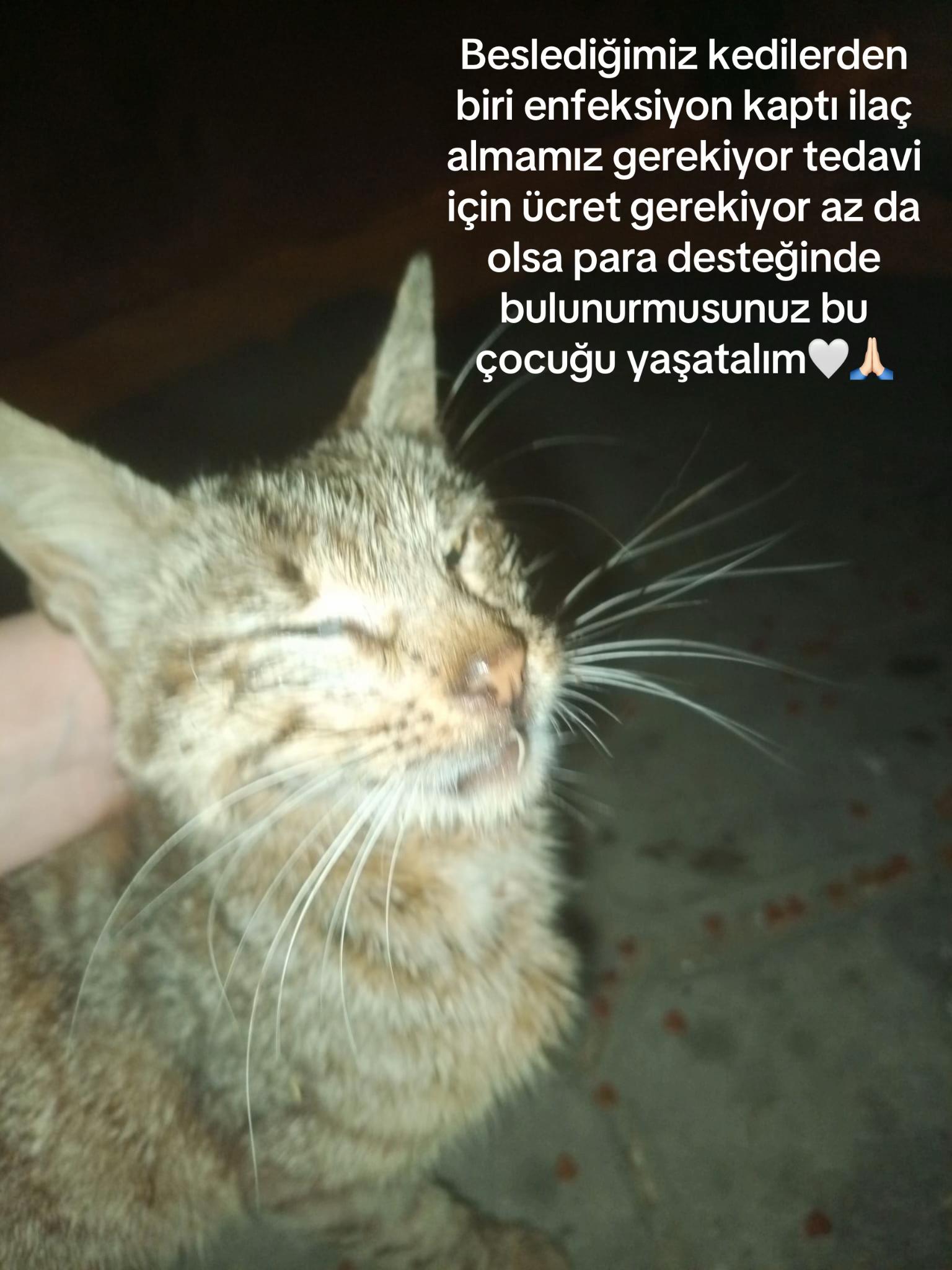 @kedidestekk00
