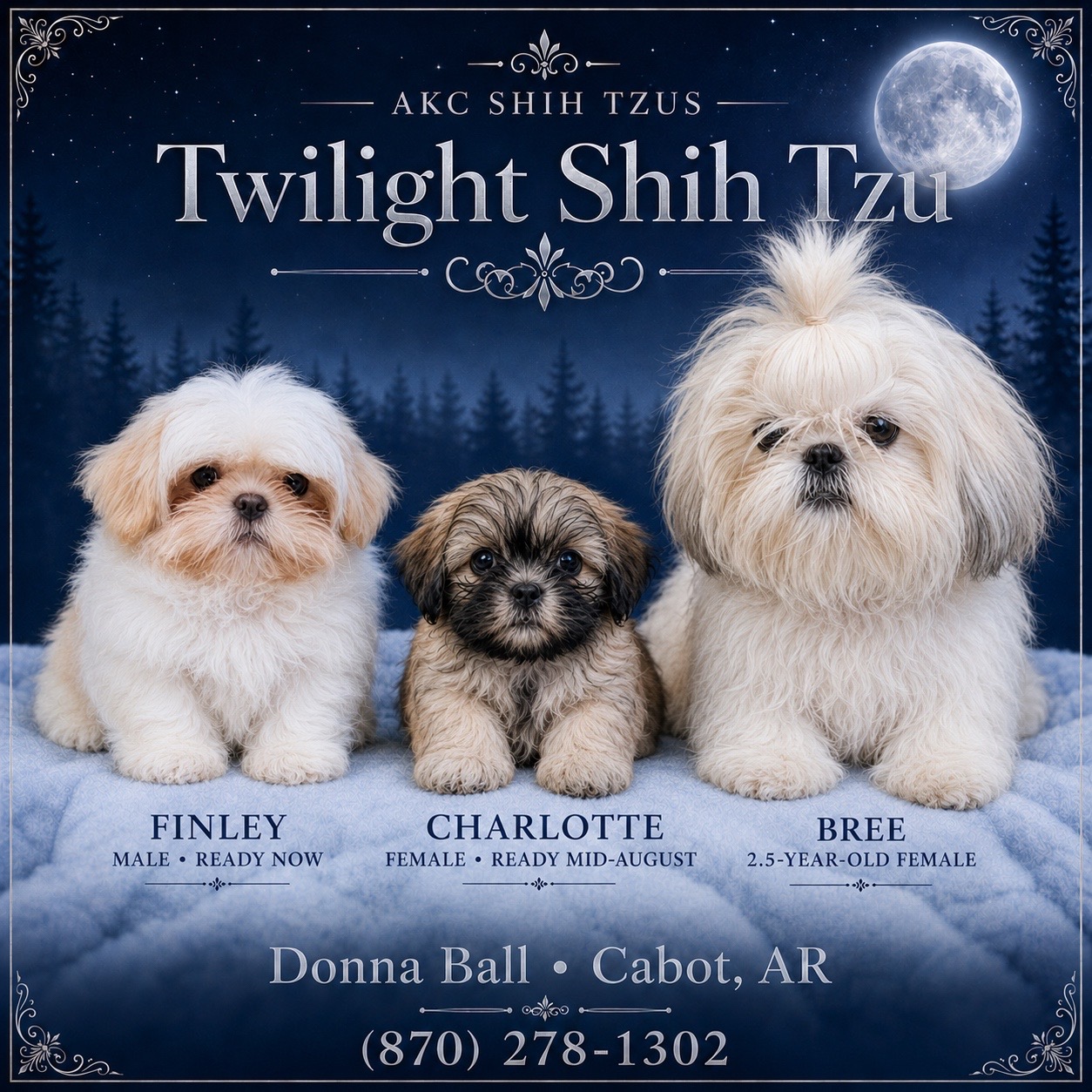 @Twilight Shih Tzu