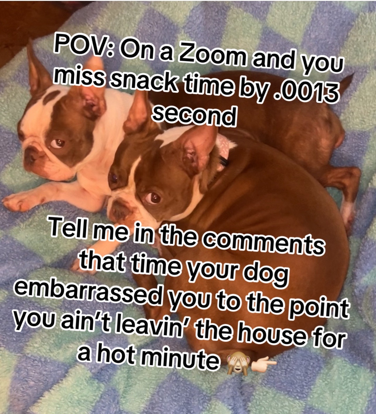 @SE Boston Terriers